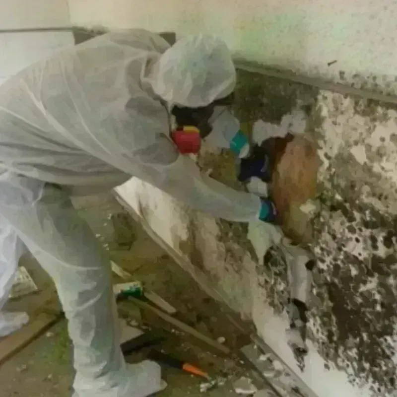 Mold Remediation and Removal in Gibson County, IN